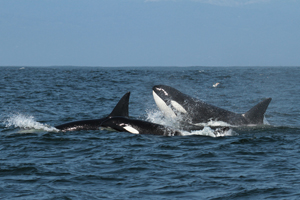 Male orca If you would like a copy of this photo please contact Mr. Pat Hathaway