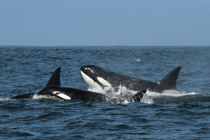 Male orca If you would like a copy of this photo please contact Mr. Pat Hathaway