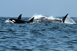 Male orca If you would like a copy of this photo please contact Mr. Pat Hathaway