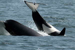 Male orca If you would like a copy of this photo please contact Mr. Pat Hathaway