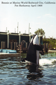 Orca- If you would like a copy of this photo please contact California Views Thank you Pat Hathaway