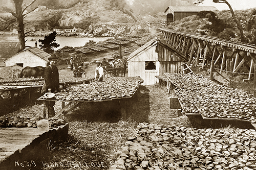Abalone Industry, Circa 1895