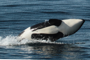 Male orca If you would like a copy of this photo please contact Mr. Pat Hathaway