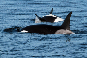 Male orca If you would like a copy of this photo please contact Mr. Pat Hathaway