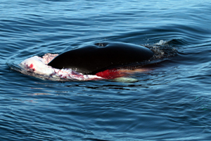 Male orca If you would like a copy of this photo please contact Mr. Pat Hathaway