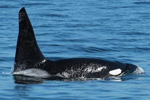 Male orca If you would like a copy of this photo please contact Mr. Pat Hathaway