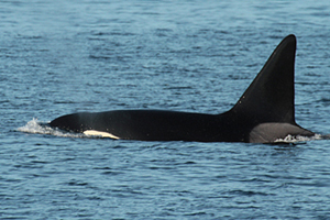 Male orca If you would like a copy of this photo please contact Mr. Pat Hathaway