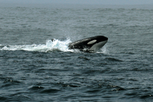 Male orca If you would like a copy of this photo please contact Mr. Pat Hathaway