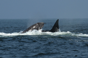 Male orca If you would like a copy of this photo please contact Mr. Pat Hathaway