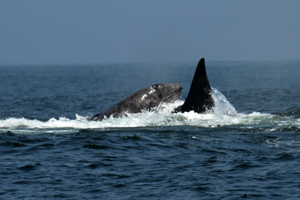 Male orca If you would like a copy of this photo please contact Mr. Pat Hathaway