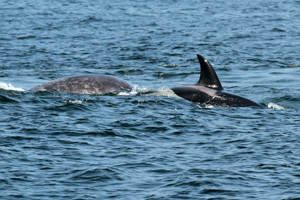 female orca If you would like a copy of this photo please contact Mr. Pat Hathaway