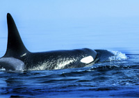 Mr. Pat Hathaway 2005 Copyright© (831) 373-3811 Orca, San Juan Islands, Washingtons