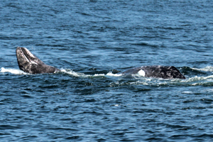 Male orca If you would like a copy of this photo please contact Mr. Pat Hathaway