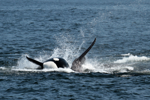 Male orca If you would like a copy of this photo please contact Mr. Pat Hathaway