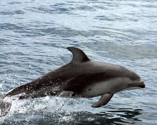 Pacific Whiteside Dolphin