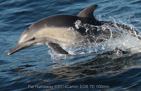 Long-nose Common Dolphins