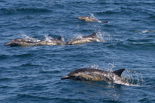 Long-nose Common Dolphins