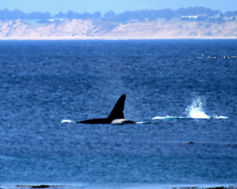 Male orca If you would like a copy of this photo please contact Mr. Pat Hathaway