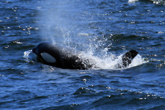 Male orca If you would like a copy of this photo please contact Mr. Pat Hathaway