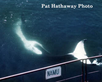 Namu Orca- If you would like a copy of this photo please contact California Views Thank you Pat Hathaway