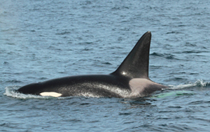 Male orca If you would like a copy of this photo please contact Mr. Pat Hathaway