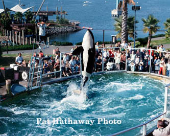 Shamu 1967 If you would like a copy of this photo please contact Pat Hathaway