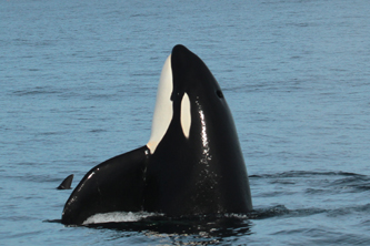 Male orca If you would like a copy of this photo please contact Mr. Pat Hathaway