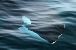 Male orca If you would like a copy of this photo please contact Mr. Pat Hathaway