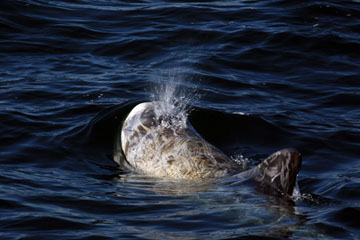 Risso's Dolphin